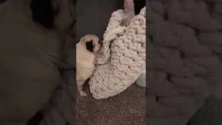 Thumbnail: Daisy’s clean pillow cover 👁🍩👁 #crochetpillow #puglife #thistookforever