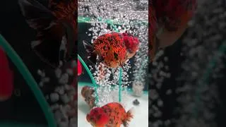 Thumbnail: Exotic gold fish at wholesale price. Zion horn factory. #yash1thvlogs