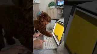 Thumbnail: 🤣❤️🐶