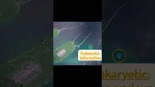 Thumbnail: Nucleus of Eukaryotic and Prokaryotic cells #science