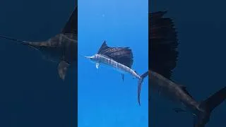 Thumbnail: Fastest Fish In The Ocean..