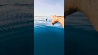 Thumbnail: Transparent Kayak - World’s Largest Shark