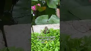 Thumbnail: Who wants to be a frog? 🐸🪷😄