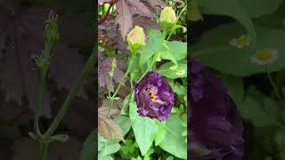 Thumbnail: Garden right now 🌸🥹