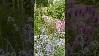 Thumbnail: Pollinators are loving the flowers 🐝🌸