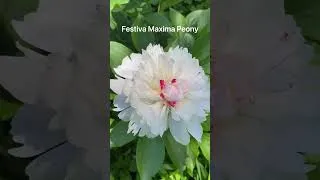 Thumbnail: All the pretty ladies in the garden now 🌸