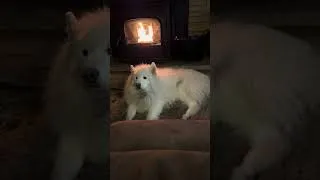 Thumbnail: Roaring fireplace, keeping a Samoyed warm.