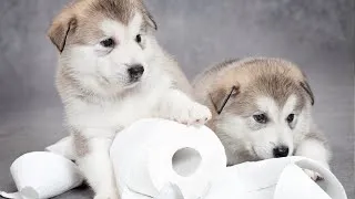 Thumbnail: Potty Train Dogs Quickly