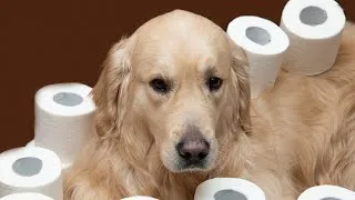 Thumbnail: How Quickly Can You Potty Train Your Dog