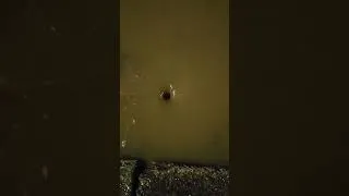 Thumbnail: A sucking whirpool after a recent rainstorm #whirlpool