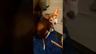 Thumbnail: Jo & Gaby's Dog Chico Says "HELL!" when he coughs :P