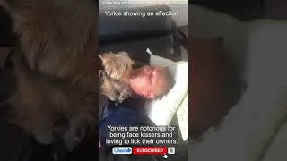 Thumbnail: Yorkie showing an affection | FUNNY Yorkie
