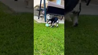 Thumbnail: Shih Tzu vs Miniature Schnauzer! Who’s in control ???