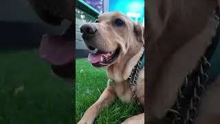 Thumbnail: Labrador Retriever Chill Time | Relaxing Moments After a Long Walk