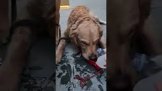 Thumbnail: Fighting for Water - Labrador vs Golden Retriever