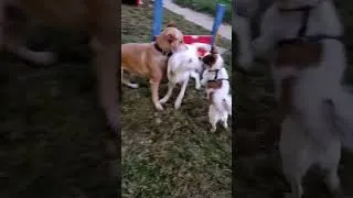 Thumbnail: York Labrador Retriever playing with Friends