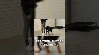 Thumbnail: The Cycle That's Teaching Your Dog to React
