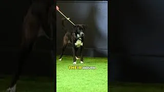 Thumbnail: The mistake every dog owner makes with reactivity #dogtraining #behaviorproblems #pethelp