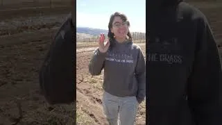 Thumbnail: Crocus Blooms Mean PLANT THIS NOW