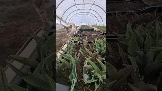 Thumbnail: Greenhouses are my happy place #cutflowerfarm #flowerfarming #greenhouse
