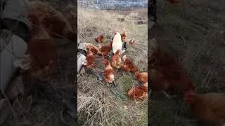 Thumbnail: CAT Thinks It's A CHICKEN #shorts
