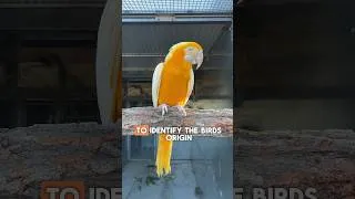 Thumbnail: How to ring a baby parrot? #deinpapagei #parrot #birds #nature #parrots