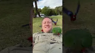 Thumbnail: Bathing in Parrots 🛁🦜 #birds #wildlife #parrot #animallover #nature #animals #pets #deinpapagei