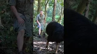 Thumbnail: Cassowary vs. ME 😬 #birds #animals #animallover