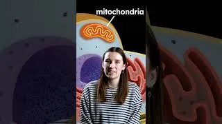 Thumbnail: The mother of all humans - Mitochondrial Eve