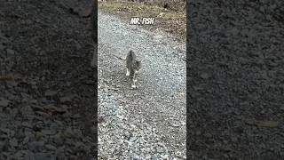 Thumbnail: Nature Walks with my cat named Fish 😼🐿️