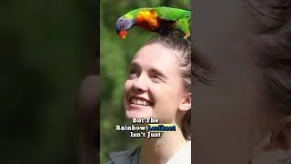 Thumbnail: Pretty Cute Rainbow Lorikeet