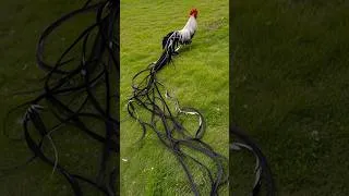 Thumbnail: Cock With Longest Tail
