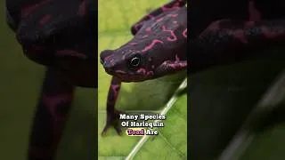 Thumbnail: Name of Quick Death Harlequin Toad