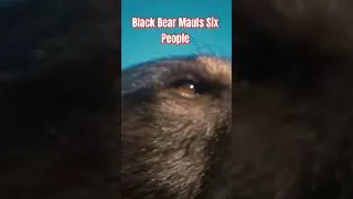 Thumbnail: This Bear was RELENTLESS