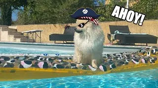 Thumbnail: Cute Pomeranian Is Sailing On His Boat!🏴‍☠️😄