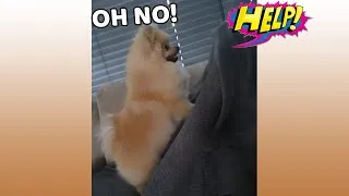 Thumbnail: How my dog reacts to 'HELP ME!'..(FUNNY)
