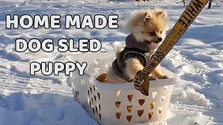 Thumbnail: MADE A HOMEMADE DOG SLED FOR MY PUPPY!! (FUNNY)