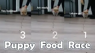 Thumbnail: Puppy ready for world record food eating! 😂