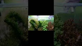 Thumbnail: AQUASCAPE - Tetra Fish Aquarium #aquarium #aquascape #fishtank