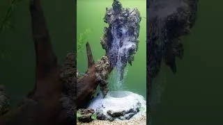 Thumbnail: Aquascape Waterfall  #aquarium #aquascape