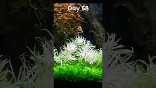 Thumbnail: Day 58 Planted Aquarium