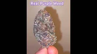 Thumbnail: Real purple weed from spanish Barcelona farm #chillrap #weedcommunity #420blazeit