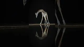 Thumbnail: Masai giraffe at the waterhole / KENYA