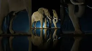 Thumbnail: Elephants at the waterhole with backlight / KENYA