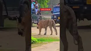 Thumbnail: FULL VLOG 👆 #yuvrajjimcorbett #tigersighting #tiger #jimcorbett