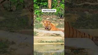 Thumbnail: FULL VLOG 👆 #yuvrajjimcorbett #herculestiger #phatozone #tigersighting