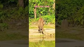 Thumbnail: FULL VLOG 👆 #yuvrajjimcorbett #herculestiger #tigersighting #junglearmy #phatozone