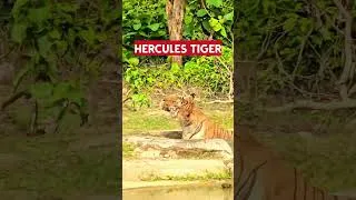 Thumbnail: FULL VLOG 👆  #yuvrajjimcorbett #tigersighting #phatozone #junglearmy #jinglesafari