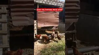 Thumbnail: I Started a Small Kienyeji Chicken Business🐔 Day 1 Journey#shorts