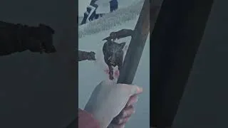 Thumbnail: One Arrow? Plenty!